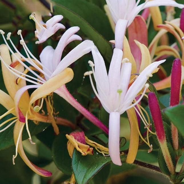 Room Spray - Japanese Honeysuckle