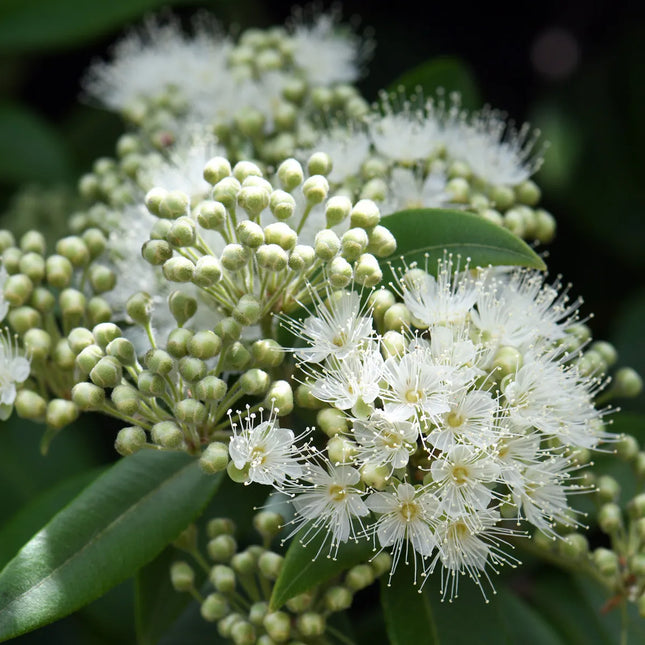 Room Spray - Lemon Myrtle