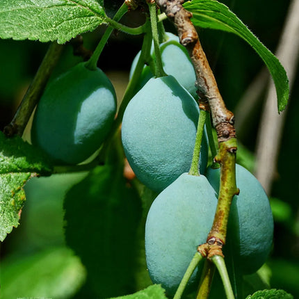 Room Spray - Kakadu Plum