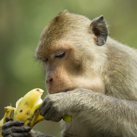 Room Spray - Monkey Farts