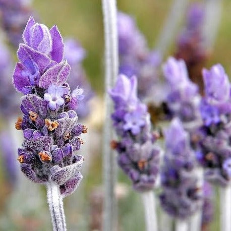 Room Spray -  Lavender